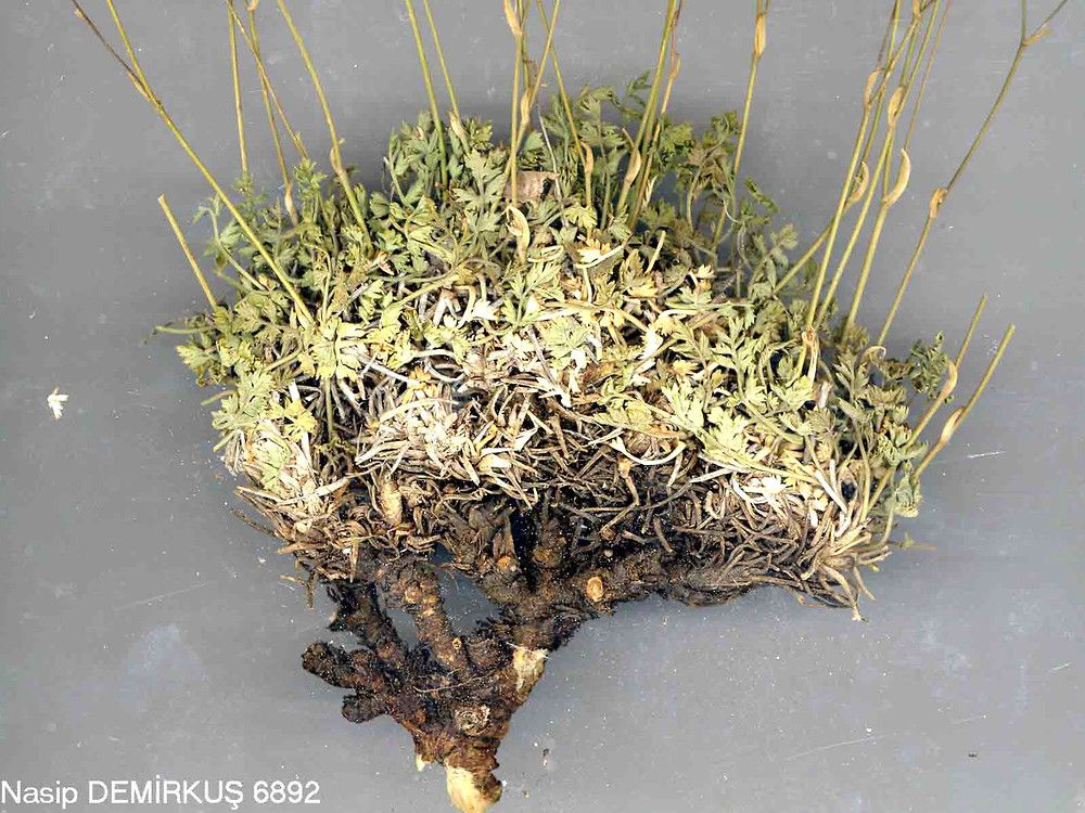 معرفی و راهنمای پرورش گیاهان دارویی - آنیسون